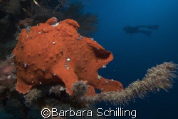 Diver with Frogfish in the front, taken in the Maldives by Barbara Schilling 